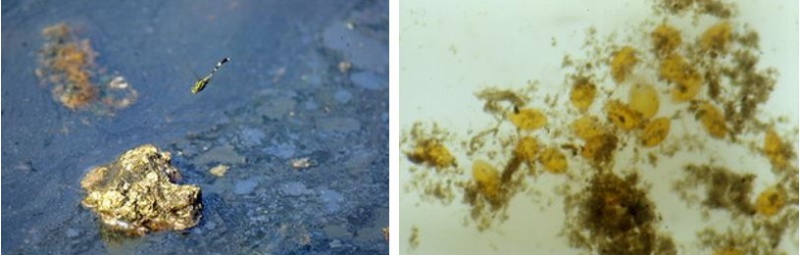 左：杜松蜻蜓將卵產在滿是油污的水域 / 右：杜松蜻蜓卵