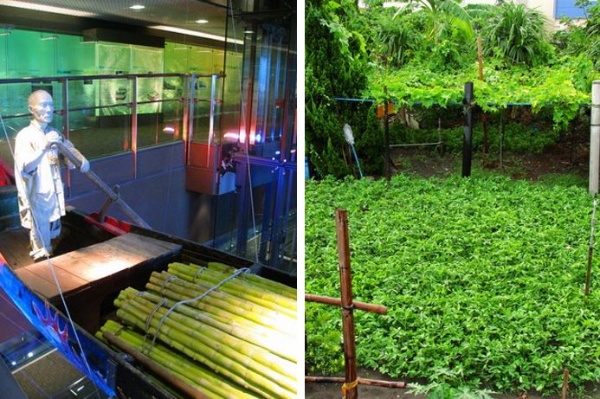 左：蘭博展場內運送甘蔗的駁仔船(莊雅惠攝) / 右：花生園(莊雅惠攝)