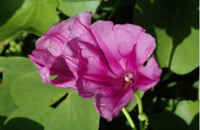 馬鞍藤的花於清晨時綻放，到了中午過後就漸漸凋萎掉落