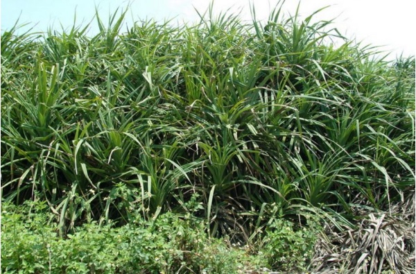 長得很像鳳梨的林投