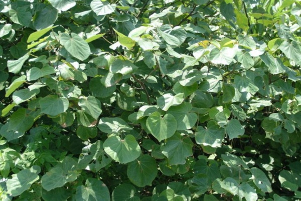 黃槿又稱「咕咾仔樹」