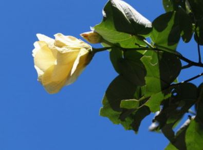 黃槿從早上開始盛開時為黃色，過了中午漸漸轉為橙黃，到了傍晚轉為橙紅