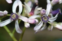 無法透尾的港-無尾港水鳥保護區(二 )