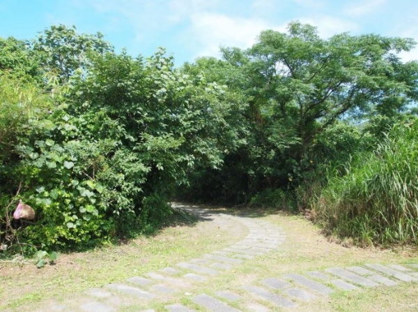 宜蘭最常見生長快速的楝科的苦楝等植物