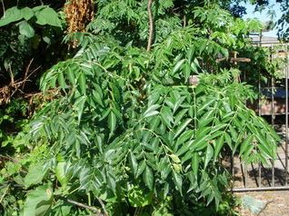 苦楝在當初宜蘭要選擇縣樹時有雀屏中選，但由於它的名字有一個「苦」字因此而落選