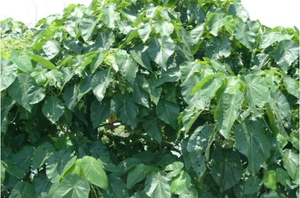 血桐為低海拔常見之先驅植物