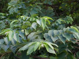 早期養鹿人家常將山黃麻的葉拿來供做鹿、羊的飼料