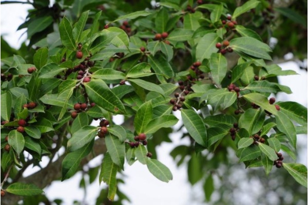 紅色的島榕果實是鳥類最喜歡的食物