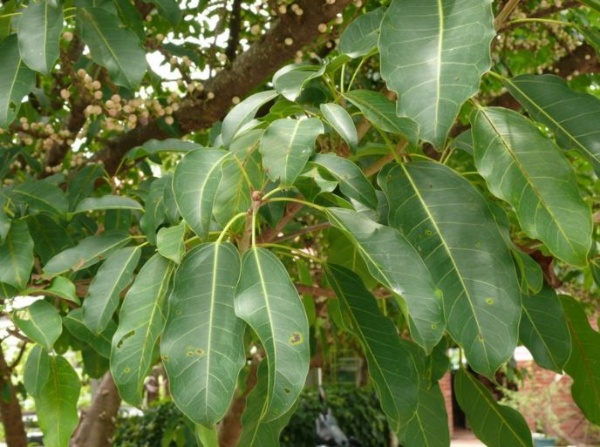 雀榕果實為各種鳥類與中小型哺乳動物的最愛，其種子會隨糞便落下而發芽，「鳥屎榕」之名因此而來