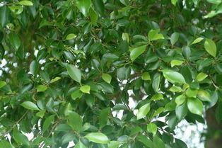 榕樹是台灣最為常見的樹木