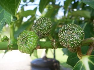 稜果榕之名來自於果實表面具明顯的稜線