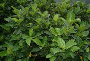 稜果榕的新葉為綠色