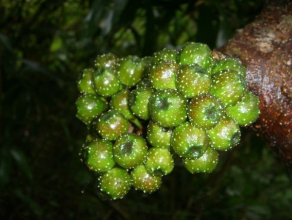 水同木的隱花果腋生或於枝幹叢生，常帶有白斑