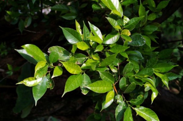 菲律賓榕葉為薄革質或厚紙質