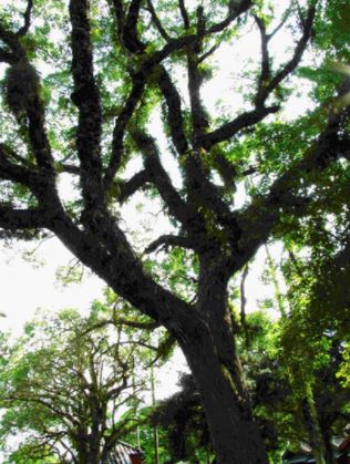 樟樹為常綠大喬木(莊雅惠 攝)