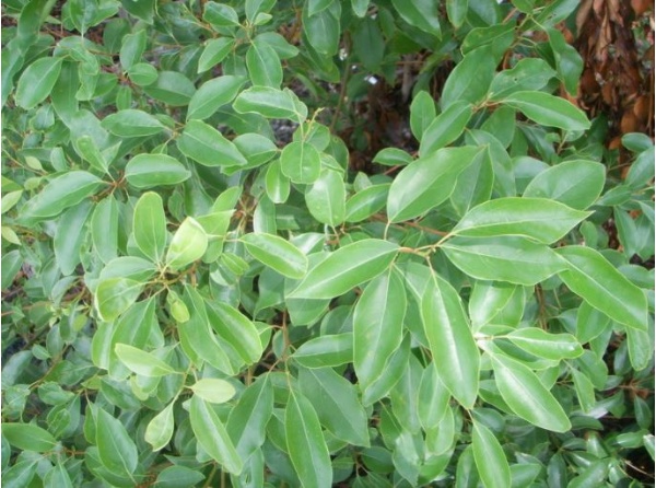 樟樹的耐蔭性、抗污染性均相當強，常被用做公園、綠地、行道樹的主木