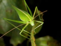 無尾港水鳥保護區-夜的精靈~昆蟲篇