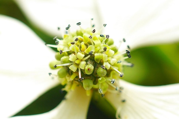 睜大眼看四照花的花(花瓣4片、雄蕊4枚與花瓣互生、花絲白色、花藥長橢圓形)
