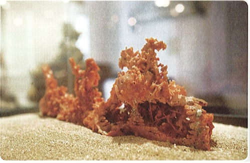 寶石珊瑚一年大約成長約4 釐米，速度十分緩慢因此成為珍貴的雕刻品原料。