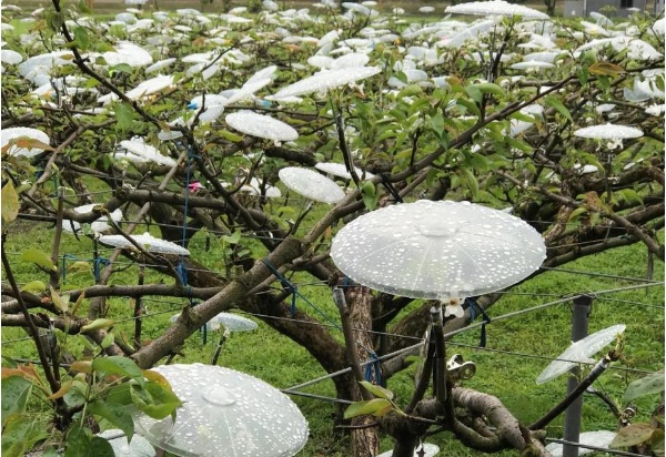 三星上將梨果園