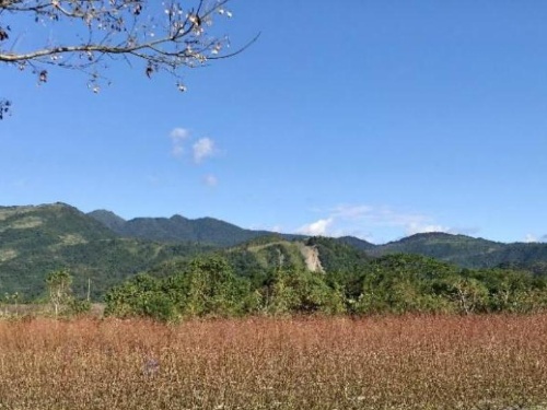 三星鄉的銀柳田