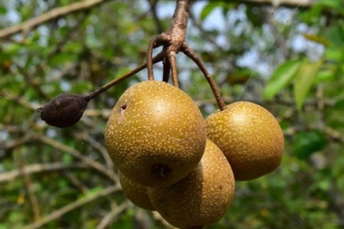 《宜蘭縣植物顏色踏查》-中橫線