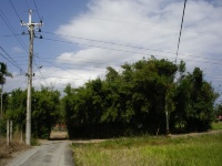 竹與生活-宜蘭平原「竹圍仔」的形成與消逝