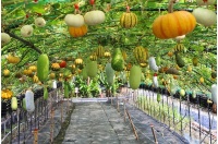 繽紛的南瓜王國-旺山休閒農場