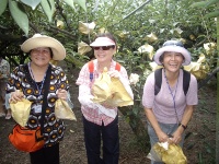 2012盛夏輕旅遊行程-三星上將梨與你有約
