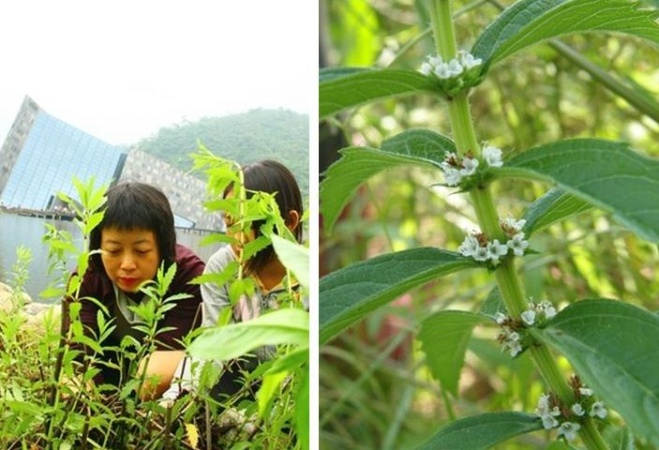 左：地筍因地下走莖的形狀與口味近似小竹筍，故而取名(今年五月份由宜蘭社區大學蘭陽濕地生態社與頭城國小服務學習師生團隊合力栽種復育) / 右：開著白色小花的地筍