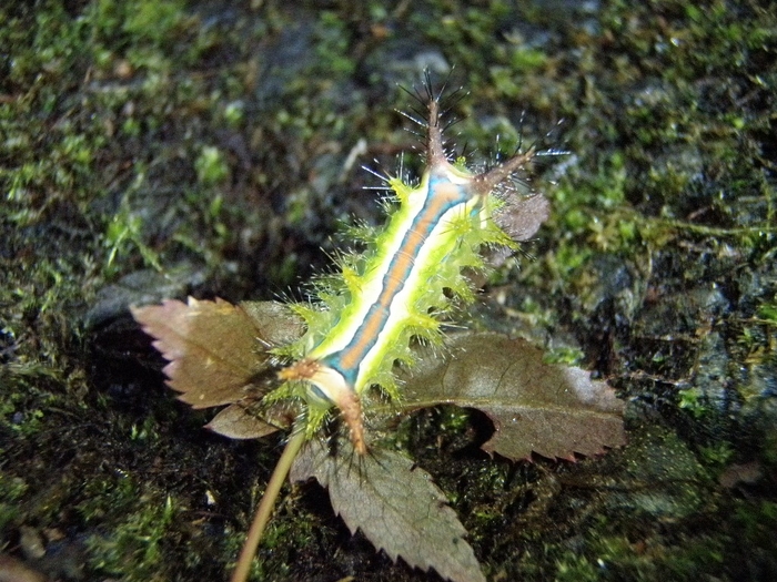 「2013棲蘭山檜木林調查及人才培育研習」活動