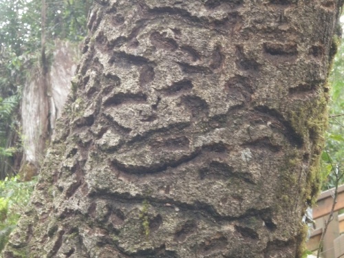 松鼠藉著啃滿樹皮讓樹木意識到即將面臨死亡而趕快結果繁延下一代，如此松鼠才有更多的毬果可以吃，大自然的奧妙真的是太驚人了！