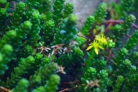 東北部海岸遇見景天科小王子-疏花佛甲草