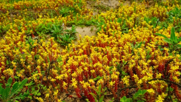 成群的疏花佛甲草花海十分吸睛的。
