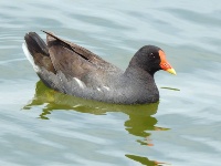蘭博鳥事一籮筐─鳳頭蒼鷹、小彎嘴（畫眉）與紅冠水雞