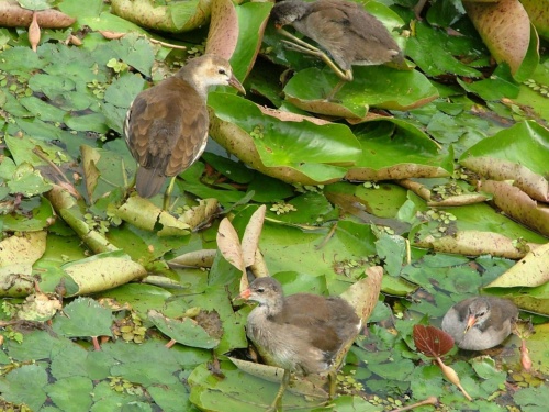紅冠水雞第一窩幼鳥（左上）幫忙照顧第二窩幼鳥。