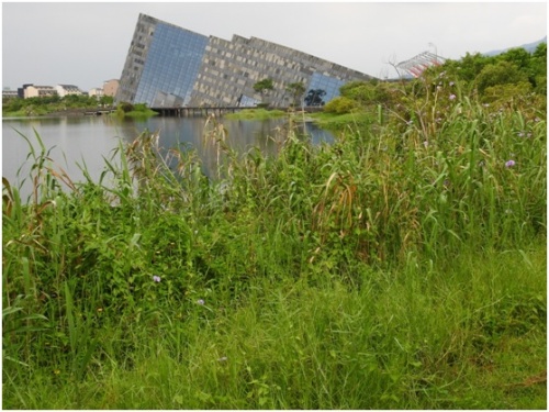 蘭陽博物館外水池北側的蘆葦叢