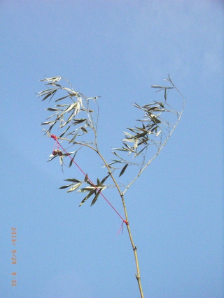 圖5：鈴竿：帶葉竹竿末筲，以紅絲線拉綁成弓型，繫上兩顆鈴鐺。（102.9.29）