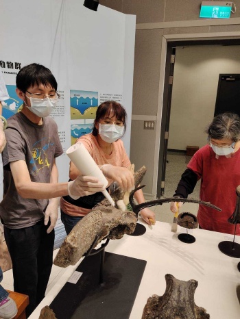 在疫情閉館期間協助史前巨獸特展標本的清潔工作。