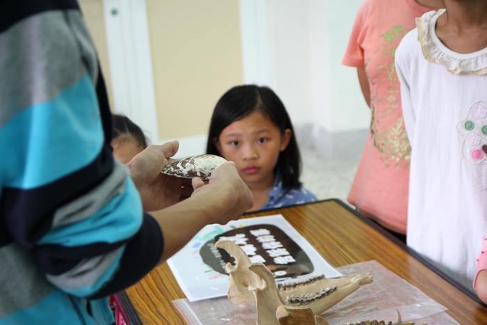 這是從鐵器時代淇武蘭遺址出土的文蛤，跟現在你吃的文蛤有什麼不一樣？個頭是不是大多了？