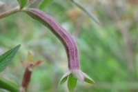 烏石礁濕地秋季生態風情畫-水生植物介紹