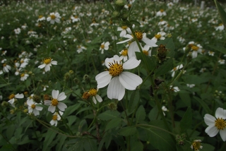 圖2 武營橋附近成片蔓延生長的大花咸豐草