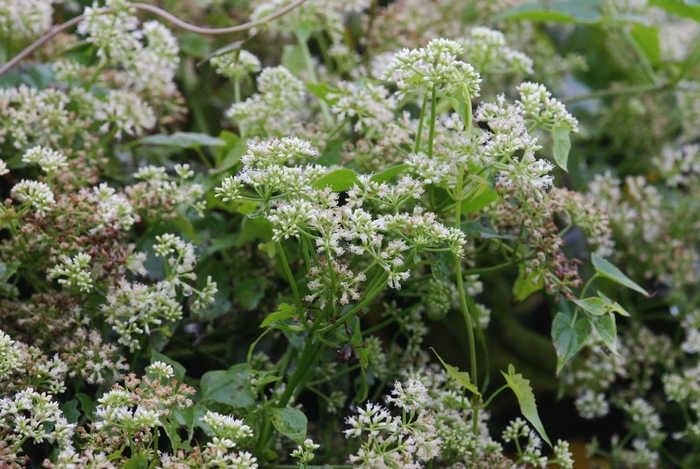 圖3 墓園內，纏繞在龍柏樹梢的小花蔓澤蘭