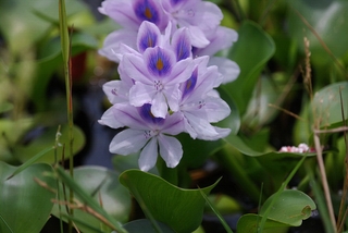 圖4 花瓣具鳳眼般花紋，所以又稱鳳眼蓮