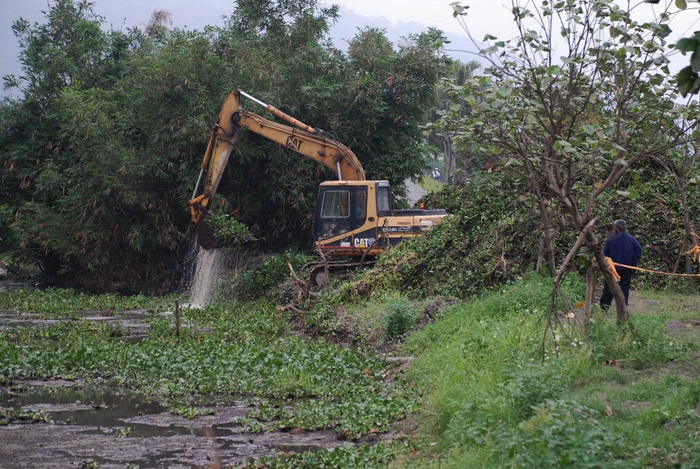 圖5 動用近十名人力及挖土機移除布袋蓮，右側岸邊的布袋蓮已堆積如山