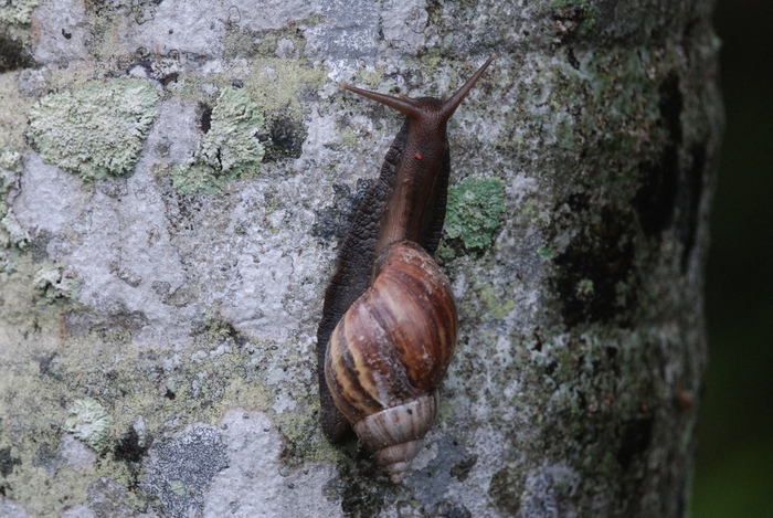 圖6 在墓園樹上發現的非洲大蝸牛
