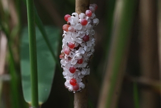 圖7 隨處可見福壽螺的卵塊，還有少許的卵未孵出