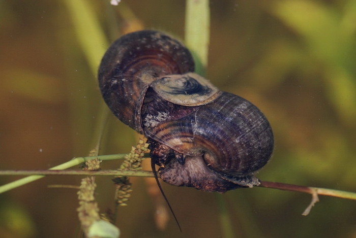 圖8 福壽螺交配