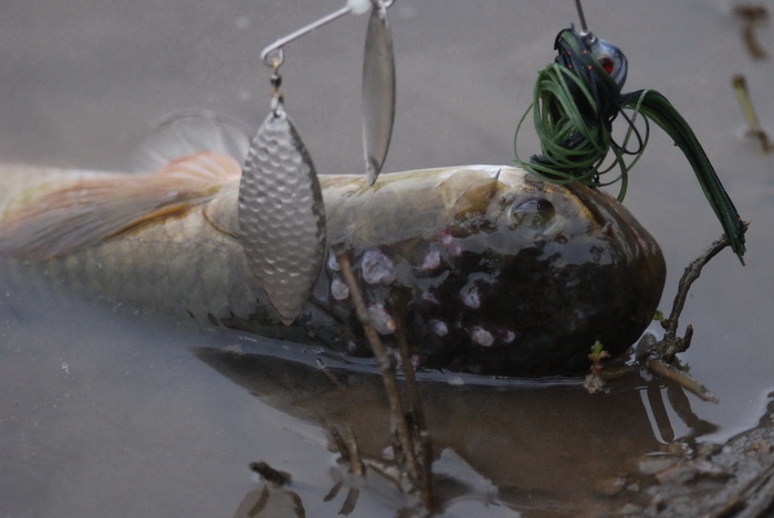 圖9 剛被釣上岸的線鱧