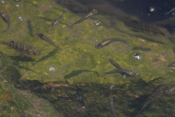 圖10 溝渠中活動的吳郭魚（左中，背部有條紋者）與大肚魚（中）